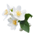 Sambac Jasmine