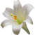 White Lily