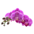 Orchid