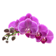 Orchid