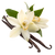 Vanilla