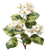 Indian Jasmine