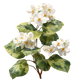 Indian Jasmine