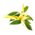 Ylang
