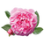 Bulgarian Rose