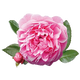 Bulgarian Rose