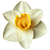 Narcissus