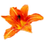 Orange Blossom