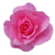 Damask rose