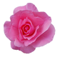 Damask rose