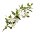 Jasmine