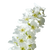 White Rose