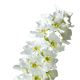 White Rose