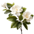 Gardenia