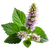 Patchouli